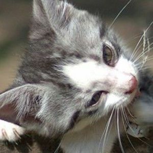 Meet your Posher, Chrisoula